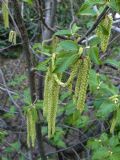 Ostrya carpinifolia